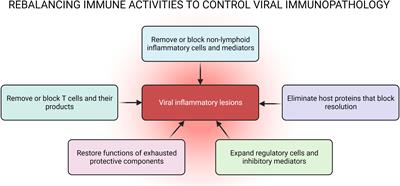 Controlling viral inflammatory lesions by rebalancing immune response patterns